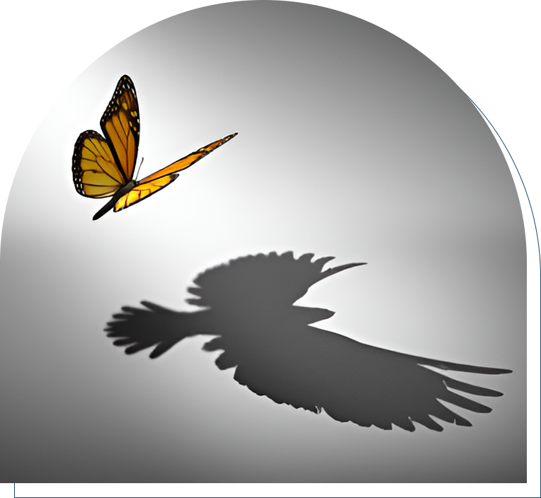 A shadow of a bird and a butterfly