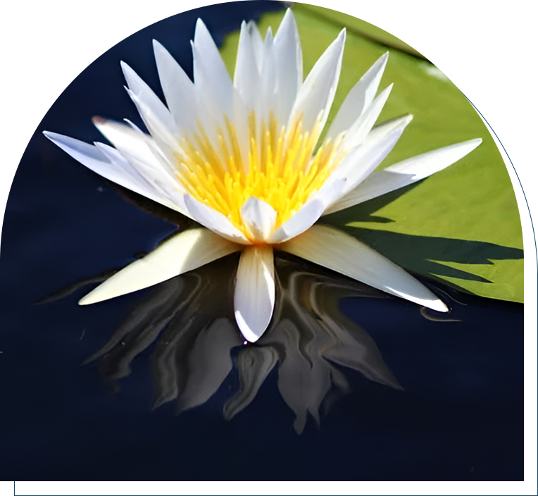 A white flower with yellow center and green leaf.