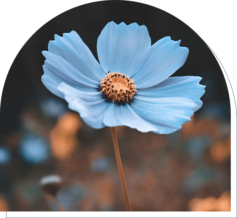 A blue flower with brown center and leaves in background.